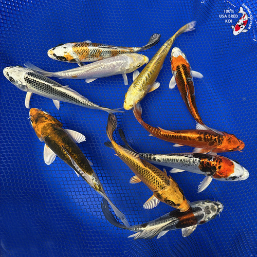 (10) 6-7" Curated Pond Collection #J42327(X47)