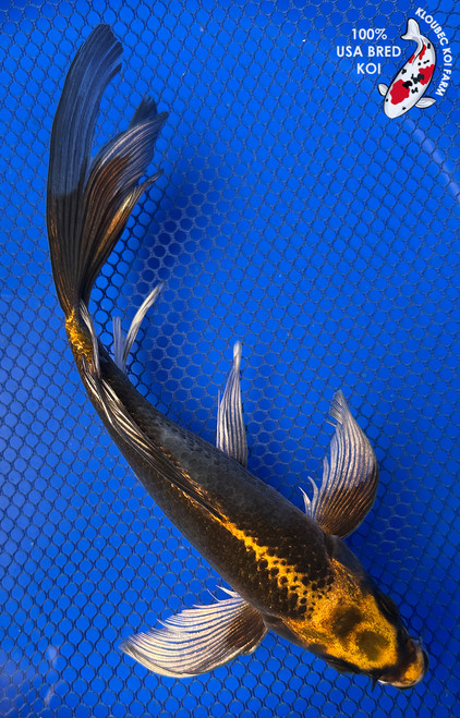 8.5" "Alloy" Matsuba Butterfly Koi #J42330(X50)