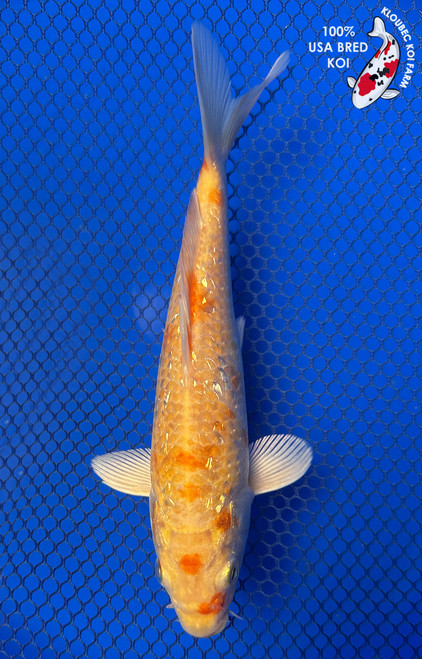 6" "Marigold" Gin Rin Kigoi Koi #J42331(X50)