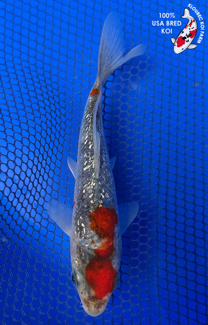 5.5" "Ruby" Gin Rin Goshiki Koi #J42338(G2)