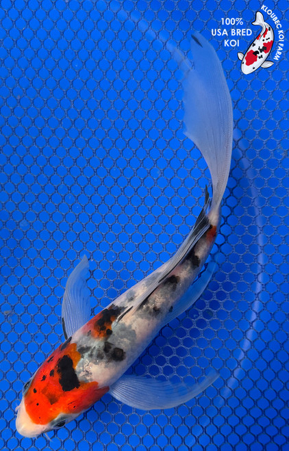 6" "Scarlet" Sanke Butterfly Koi #J42341(G3)