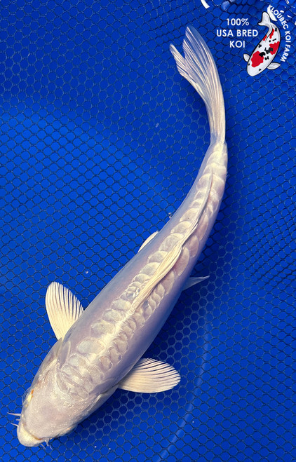 9" "Sterling" Doitsu Platinum Ogon Koi #J523(Q1)