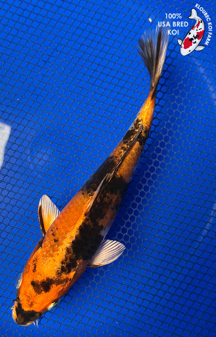 Orange Koi Fish | Orange, Black & White Koi Carp | Kloubec Koi