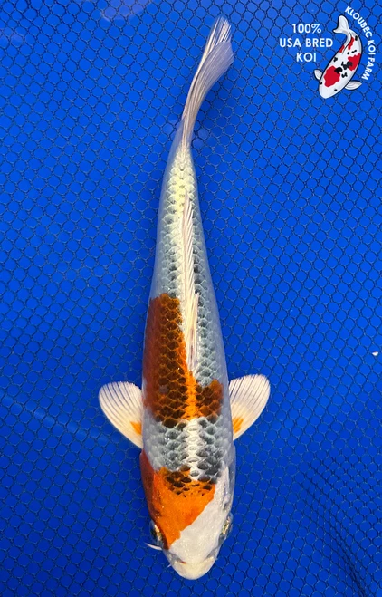 8" "Bandit" Kujaku Koi #J5210(Q1)
