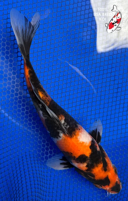 8" "Shadowfire" Showa Koi #J5212(Q1)