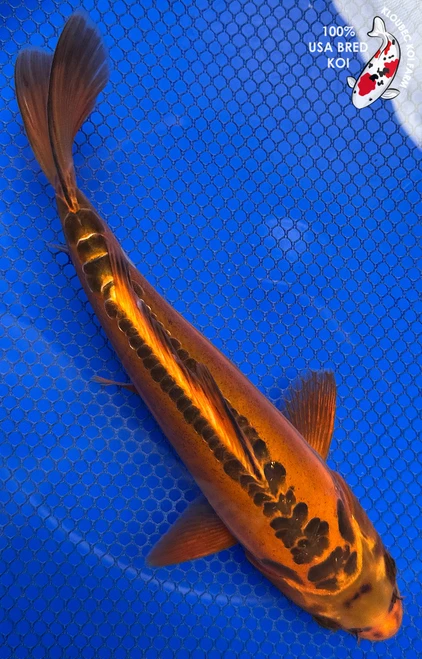 9" "Scarlet" Aka Shusui Koi #J5213(Q1)
