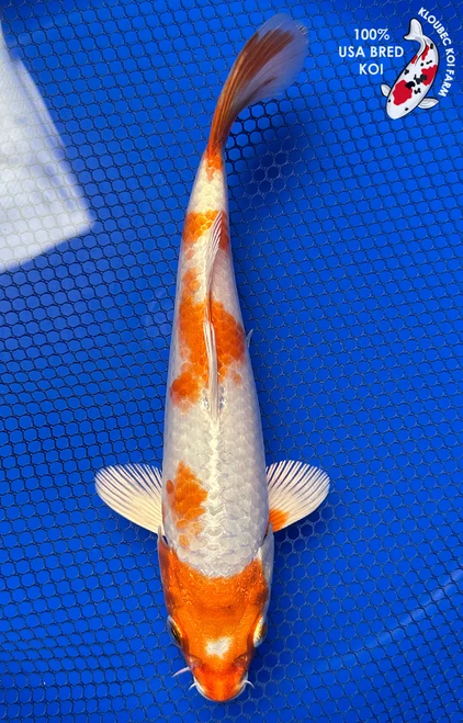 8.5" "Creamsicle" Hariwake Koi #J5215(Q1)