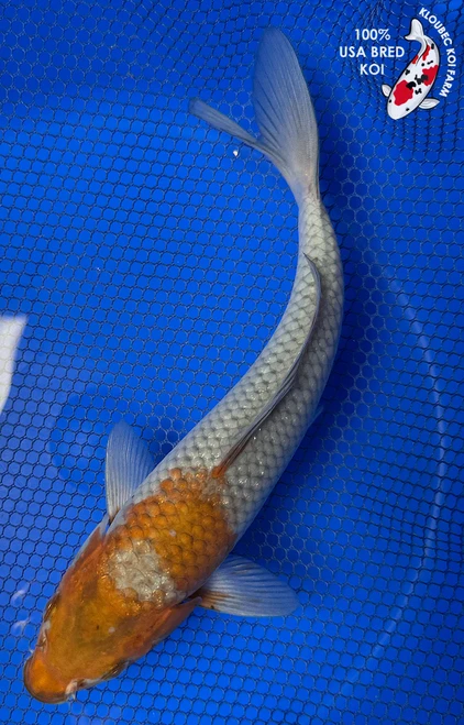 9" "Copper" Ochiba Koi #J5216(Q1)