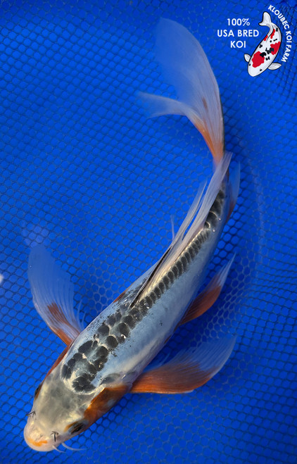 9.5" "Sky" Shusui Butterfly Koi #J5227(Q1)