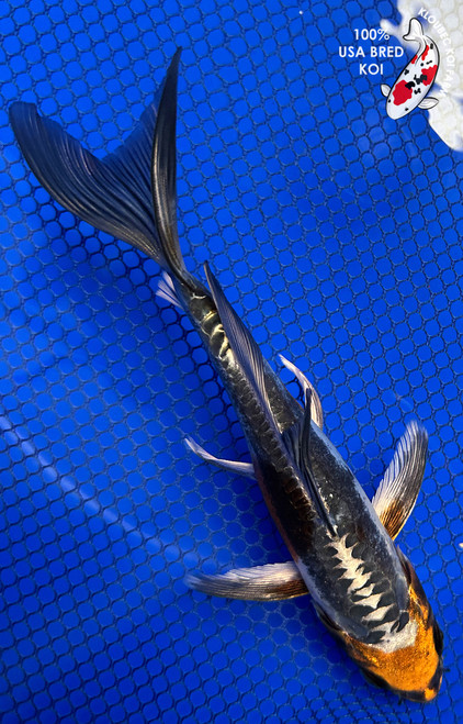 7" "Stardust" Beni Kikokuryu Butterfly Koi #J5231(P13)