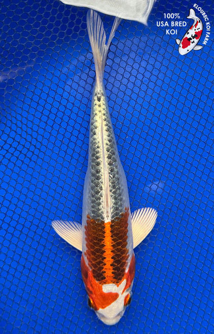 7" "Saffron" Kujaku Koi #J5232(Q2)