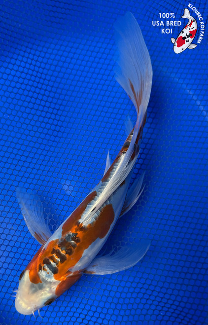 9.5" "Orion" Shusui Butterfly Koi #J5240(Q2)