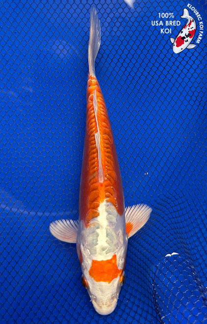 Koi Fish for Sale | Japanese Koi Varieties Online | Kloubec Koi
