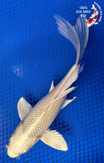 6.5" "Opal" Platinum Ogon Butterfly Koi #J5244(P13)