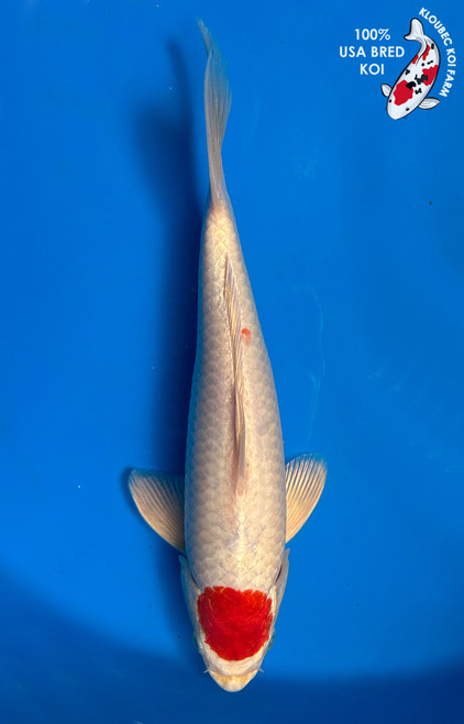 11" "Dottie" Tancho Kohaku Koi #J571(Q3)