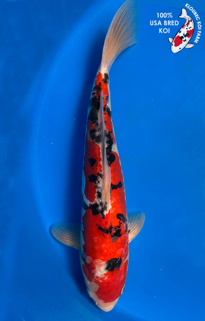 14.5" "Sriracha" Doitsu Sanke Koi #J572(Q3)
