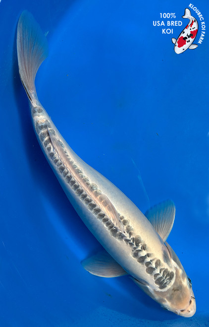 Koi Fish for Sale | Japanese Koi Varieties Online | Kloubec Koi