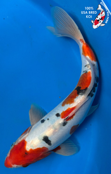 11.5" "Patches" Doitsu Sanke Koi #J574(Q3)