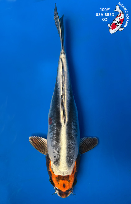 10.5" "Ranger" Beni Kikokuryu Koi #J5715(Q3)
