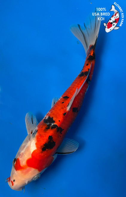 11" "Bandit" Sanke Koi #J5716(Q3)