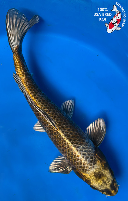 15" "Titan" Metallic Matsuba Koi #J5717(Q3)