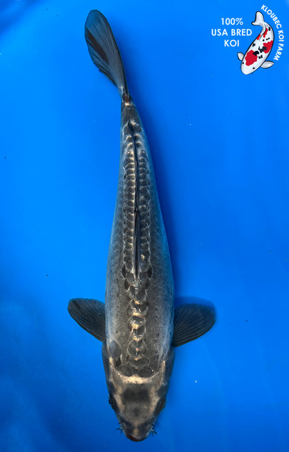 13" "Shadow" Doitsu Soragoi Koi #J5710(Q3)