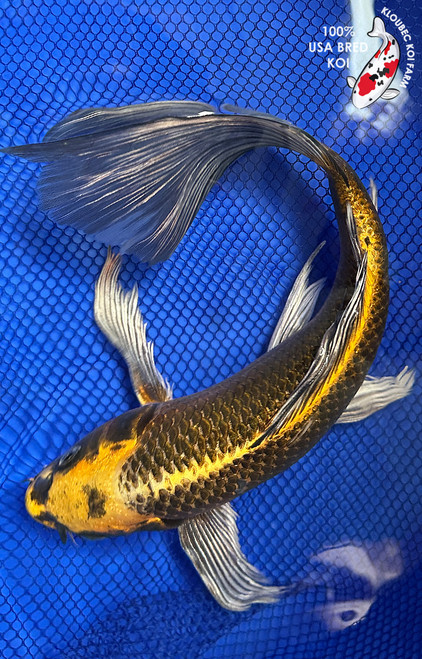 13" "Gunner" Matsuba Butterfly Koi #J585(Q4)