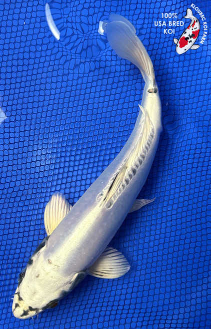 Kikokuryu Koi | Metallic, Longfin & Doitsu Pond Koi | Kloubec Koi Farm