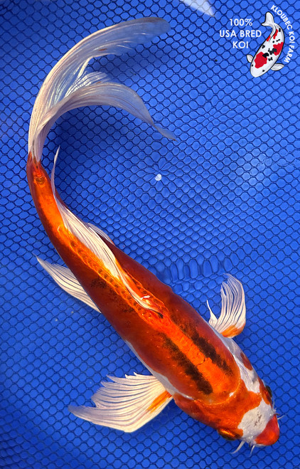 Koi Fish for Sale | Japanese Koi Varieties Online | Kloubec Koi