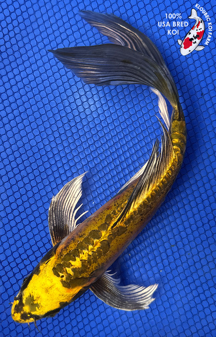 Shop Koi Varieties | Find Japanese Koi by Type | Kloubec Koi Farm