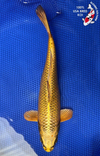12" "Goldrush" Kin Matsuba Koi #J5819(Q4)