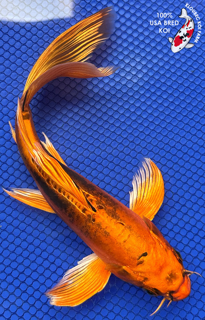 Koi Fish for Sale | Japanese Koi Varieties Online | Kloubec Koi