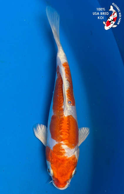 Kobe ナシ・ウドック・クーニング・グッデイモカチーノ・サンバルバジャイジョク Shop Koi Varieties | Find Japanese Koi by Type | Kloubec Koi Farm