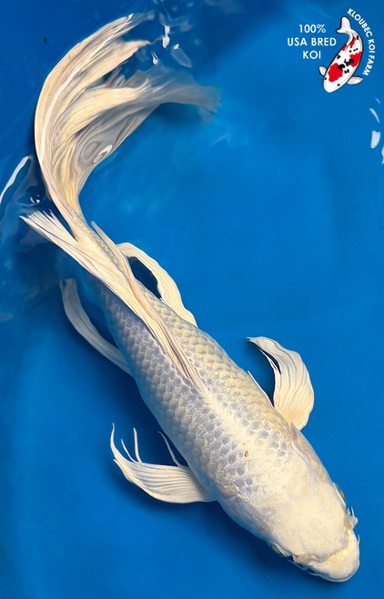 12" "Cashmere Cream" Ogon Butterfly Koi #K52117(Q6)