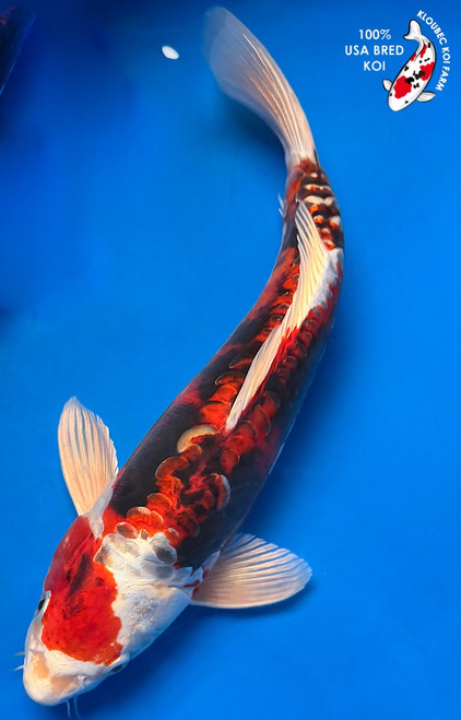 14" Doitsu Yamato Nishiki Koi #K52310(Q7)