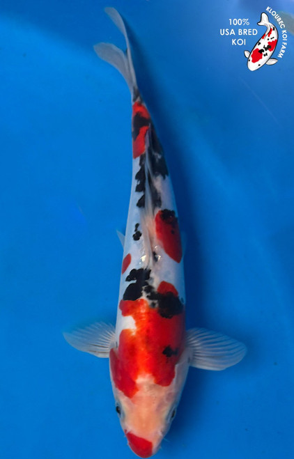 9" Doitsu Sanke Koi #K52316(Q7)