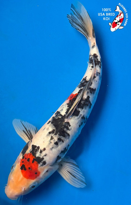 13" "Freckles" Sanke Koi #K52317(Q7)
