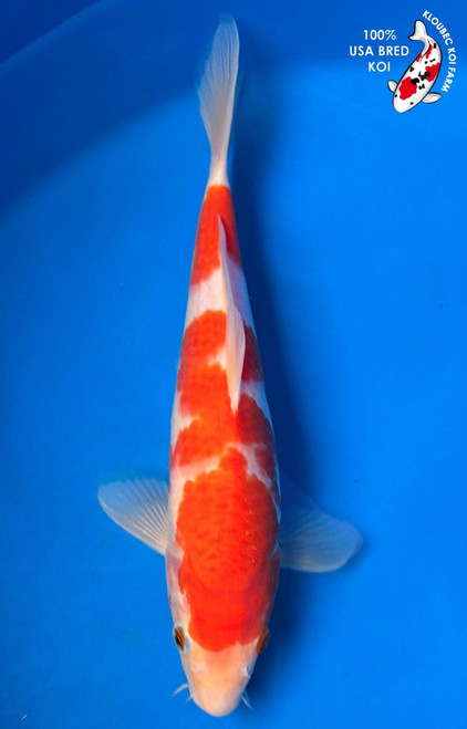 12" Kohaku Koi #K52312(Q7)