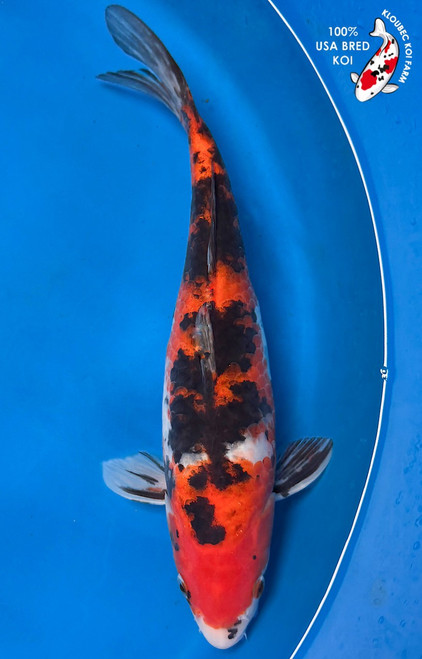13" Sanke Koi #K52320(Q7)