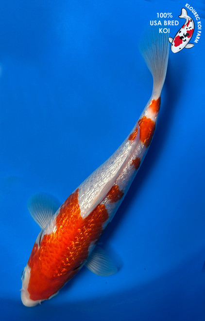 10" "Rose" Gin Rin Kohaku Koi #J5142(Q5)