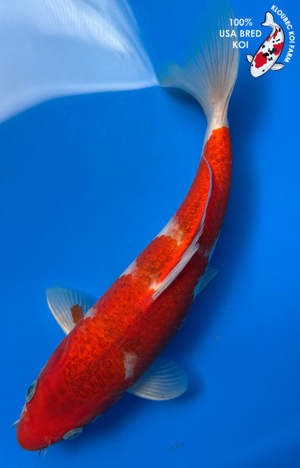 10" "Crimson" Goshiki Koi #J5145(Q5)