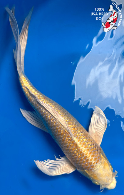 13" Solaire" Gin Rin Yamabuki Ogon Butterfly Koi #J51410(Q5)