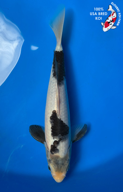 10" "Noir" Shiro Utsuri Koi #J51411(Q5)