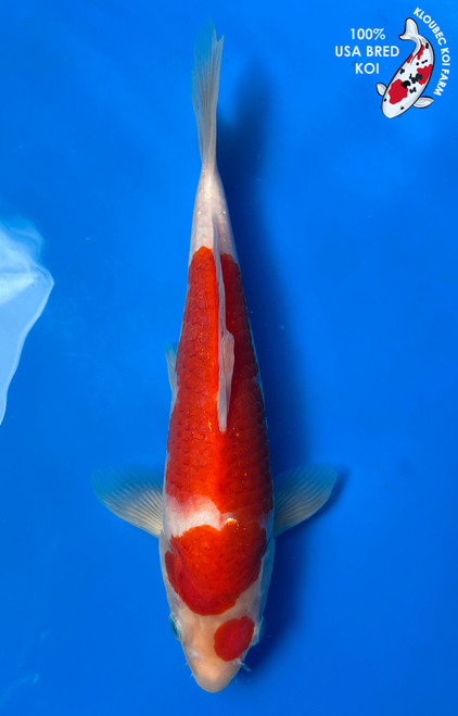 9.5" Kohaku Koi #J51412(Q5)