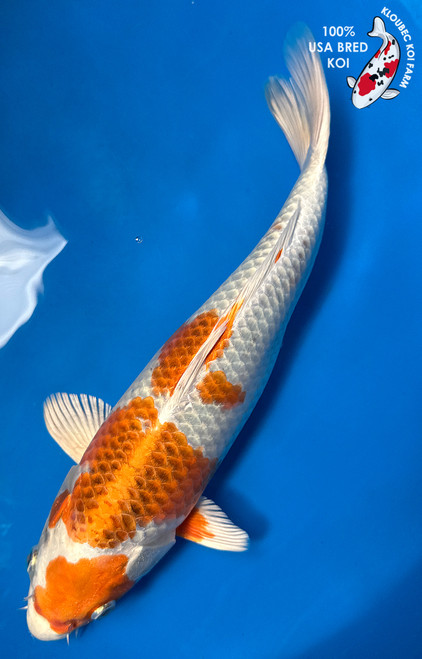 13" "Topaz" Kujaku Koi #J51414(Q5)