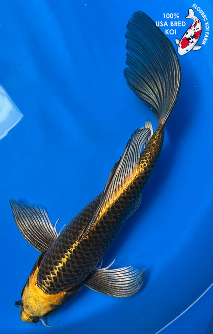 13.5" "Bronze" Matsuba Butterfly Koi #J51415(Q5)