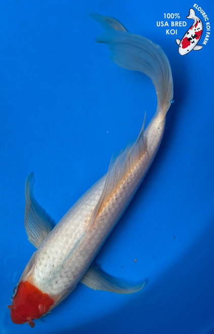 10.5" Goshiki Butterfly Koi #J51416(Q5)
