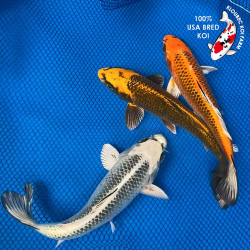 (3) 8" "Marvelous Matsuba" Koi Trio #K5283(X30)