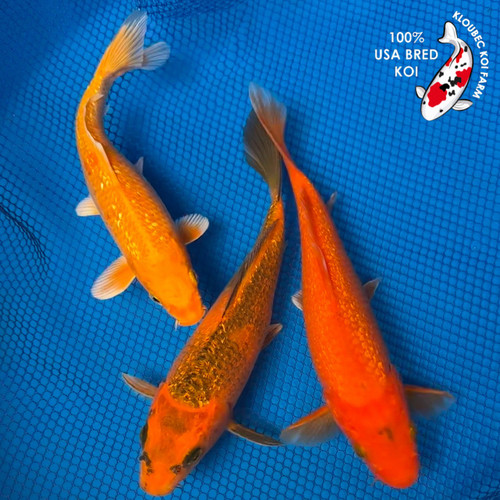 (3) 7-8" "Sunset Shimmer" Gin Rin Koi Pond Pack #K5285(X30)