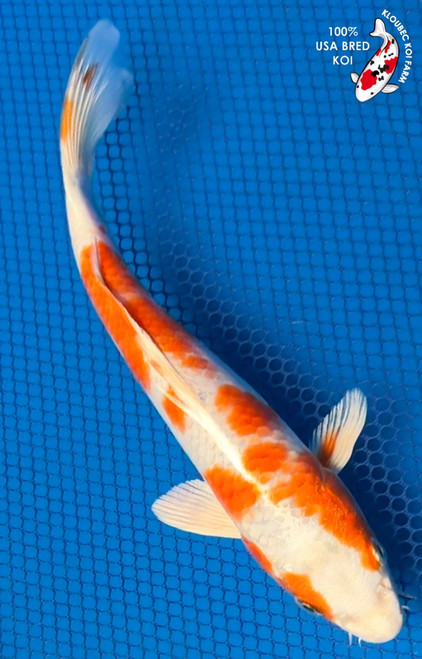 Hariwake Koi | Metallic Orange & Platinum Patterned Koi | Kloubec